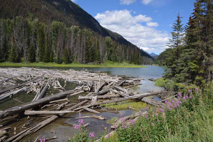 log-jammed lake duffy